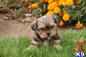 Puppies in PA